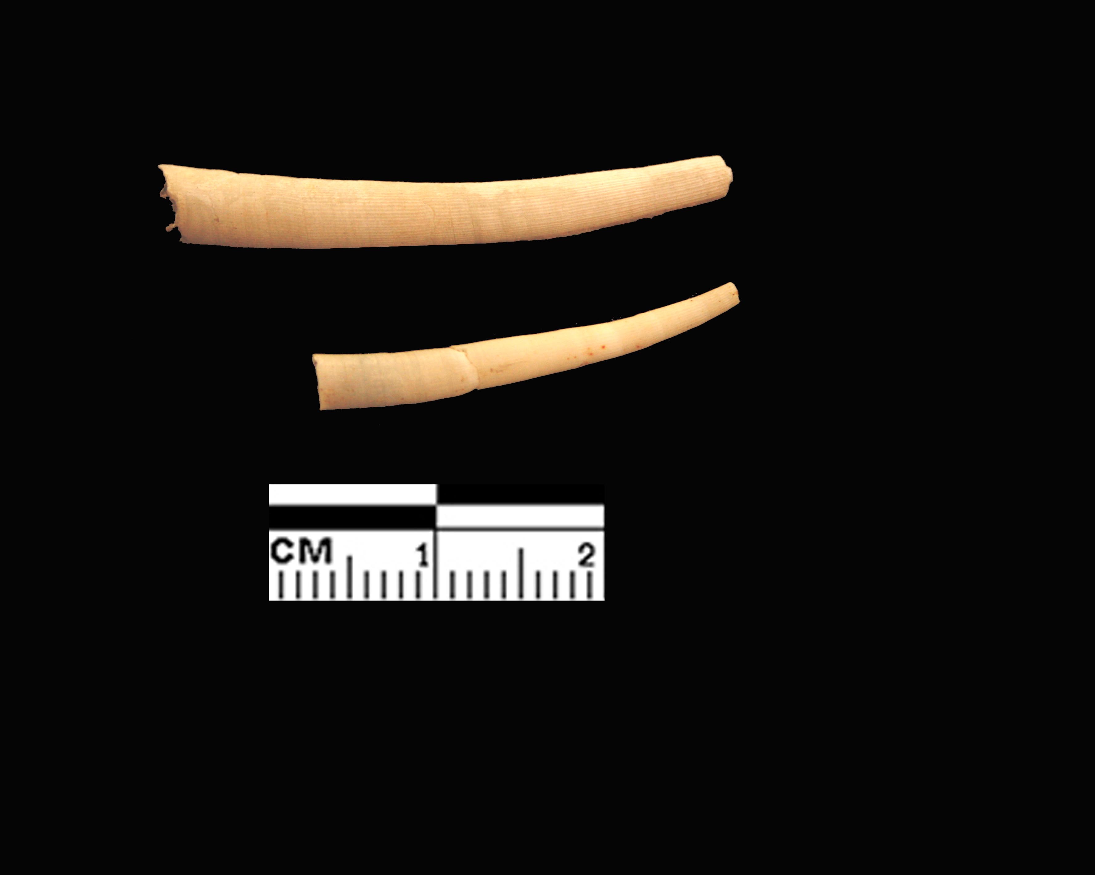 Dentalium (Antalis) vulgare Da Costa, 1778 - Pleistocene.